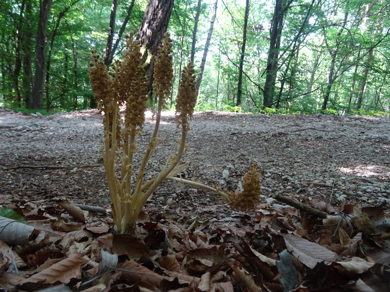 Neottia nidus-avis......dal Trentino